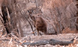 Foto cedida sin fechar de un canguro en Kangaroo Island. EFE/WWF-Australia