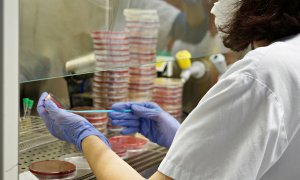 Una persona analitzant proves de PCR als laboratoris de l'hospital de Palamós. SSIBE