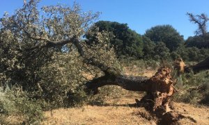 Ecologismo de emergencia - La mina de uranio de Berkeley, una amenaza evitable