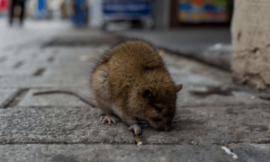 Algunos vertebrados, como los roedores, pueden albergar huéspedes que provocan enfermedades humanas que se expanden en paisajes alterados el hombre / SINC