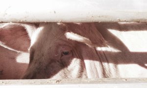 Un cerdo antes de ser asesinado en el matadero / EFAM