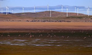 Unas ovejas pastan frente a los aerogeneradores de un parque eólico de la australiana Infigen Energy ubicado en las colinas que rodean el lago George, cerca de Canberra. REUTERS/David Gray