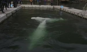 Liberan dos ballenas belugas en la bahía de Klettsvik, en Islandia