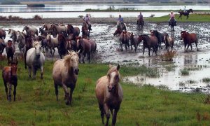 Caballos y mosquitos: el virus del valle del Guadalquivir