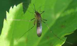 El mosquito Culex pipiens, principal vector del virus del Nilo Occidental junto al Culex perexiguus. / AfroBrazilian (Wikimedia)