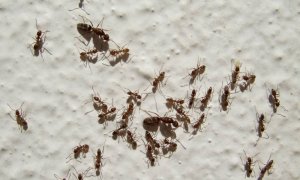 Estas hormigas causan la muerte a los ejemplares de anfibios juveniles que encuentran a su paso. / CSIC