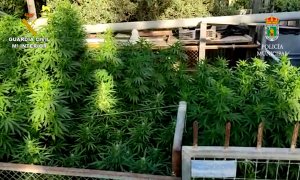 Guardia Civil y Policía Local de Ceutí desmantelan una plantación de marihuana