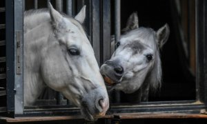Imagen de archivo de dos caballos descansando en sus cuadras en unos establos. (EFE)