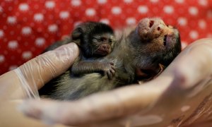 La veterinaria Carine Hanna cuida de Xita, un tití de Rondon, que fue rescatado por la policía ambiental estatal después de dar a luz en Brasil. REUTERS/Ueslei Marcelino