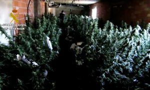 Guardia Civil desmantela un centro de producción de cannabis en Minateda