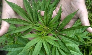 Una planta de marihuana / EFE