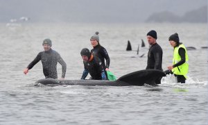 Las ballenas se encuentran atascadas en varios bancos de arena de la bahía de Macquarie, en el oeste de Tasmania. / Reuters