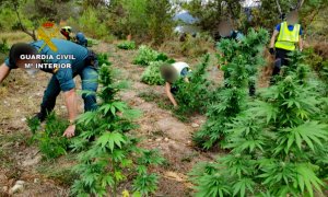 Agentes de la Guardia Civil cortan las plantas de cannabis hallada en una de las doce plantaciones cercanas a Torreciudad. / Guardia Civil