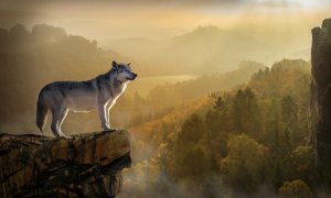 El lobo podrá seguir siendo cazado en Asturias, Cantabria, Castilla y León, Galicia y La Rioja / PXHERE