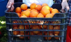 El origen de la investigación fue la recogida de naranja en la localidad cordobesa de Palma del Río / EFE