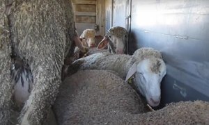 Imagen de ovejas amontonadas en un camión durante su transporte a los mataderos del Líbano. Igualdad Animal
