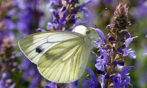 Blanquita de la col (Pieris rapae).