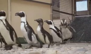 Crías de pingüino en riesgo de extinción serán liberadas de una reserva  para una nueva colonia reproductora en Sudáfrica