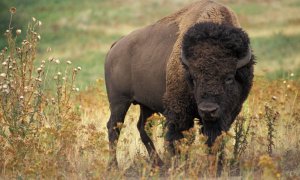 El bisonte americano (Bison bison) es un hospedador de vida silvestre susceptible a la enfermedad bacteriana brucelosis. El bisonte americano (Bison bison) es un hospedador de vida silvestre susceptible a la enfermedad bacteriana brucelosis.