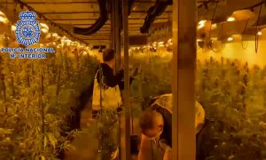 La Policía Nacional desmantela en Madrid dos plantaciones indoor de marihuana