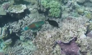 En estado crítico se encuentra la Barrera de Coral de Australia