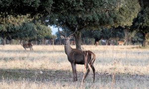 La caza deportiva y comercial está prohibida desde este sábado en el Parque Nacional de Cabañeros.