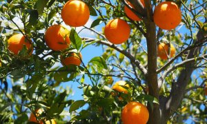 Naranjas para todas antes de que llegue el invierno