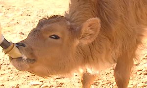 Terapia contra el cáncer infantil con animales en plena naturaleza