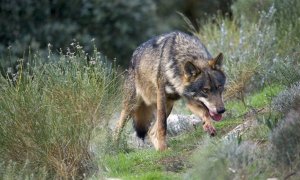 WWF denuncia el intento de Cantabria, CyL, Asturias y Galicia para evitar un aumento de la protección del lobo