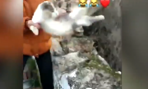 Una joven de Deifontes arroja a una gata por un barranco y sube un vídeo burlándose.
