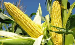 En México se emite un decreto que prohíbe el maíz transgénico y el glifosato