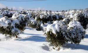 Un camp d'oliveres cobertes de neu caiguda pel temporal Filomena, al Vilosell, l'11 de gener de 2021.