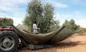 Pagesos collint olives en una finca de Maials.