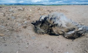 Al banquillo un cazador por matar a tiros a varios pollos de búho real en un pueblo de Toledo