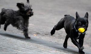 Dos perros juegan con una pelota en la calle.