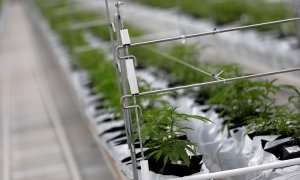 Plantas de cannabis en el invernadero de la fábrica Tilray en Cantanhede, Portugal, en una imagen de archivo del pasado 24 de abril de 2019.