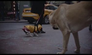 Stray, el documental que capta la vida de los perros callejeros de Estambul
