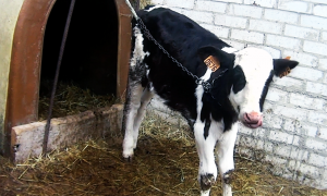 Un ternero encadenado en una de las granjas de Asturias denunciada por la organización Equalia.