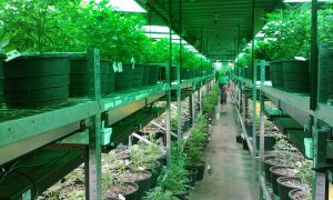 Imagen recurso de una plantación de marihuana en Colorado, EEUU. - Pixabay