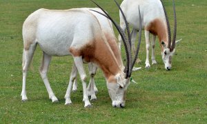 Imagen de un Oryx blanco.