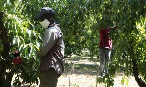 Dos temporers esclarint préssecs en una finca agrària de Torres de Segre, el 2020.