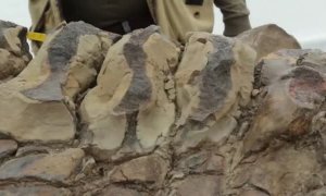 Descubren una nueva especie de dinosaurio en México que llevaba más de 72 millones de años bajo tierra