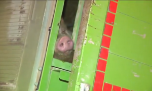Uno de los cerdos atrapado en el camión que ha volcado en la madrugado del miércoles en la A-2