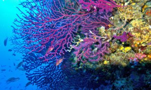 Un coral marino.