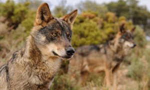 Cantabria alega contra la inclusión del lobo en el Lespre por su "falta de justificación"