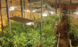 Prisión para dos personas por ocultar más de 1.000 plantas de marihuana y darse la fuga en una persecución en Tomelloso