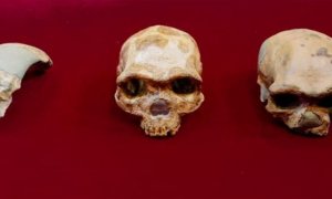 Vista de un cráneo del Hombre de Peking Man; uno de Maba; de Jinniusha, de Dali y de Harbin