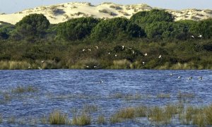 Ecologismo de emergencia - Doñana, otra vez