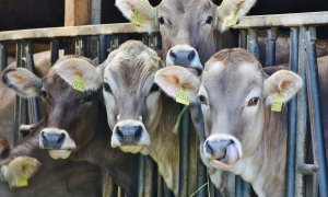 Unas vacas en una granja.