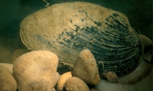 Una náyade auriculada, el molusco más amenazado de España.